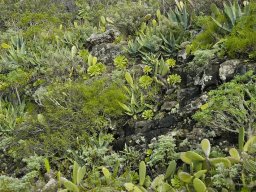 Tenerife2002-2003-013